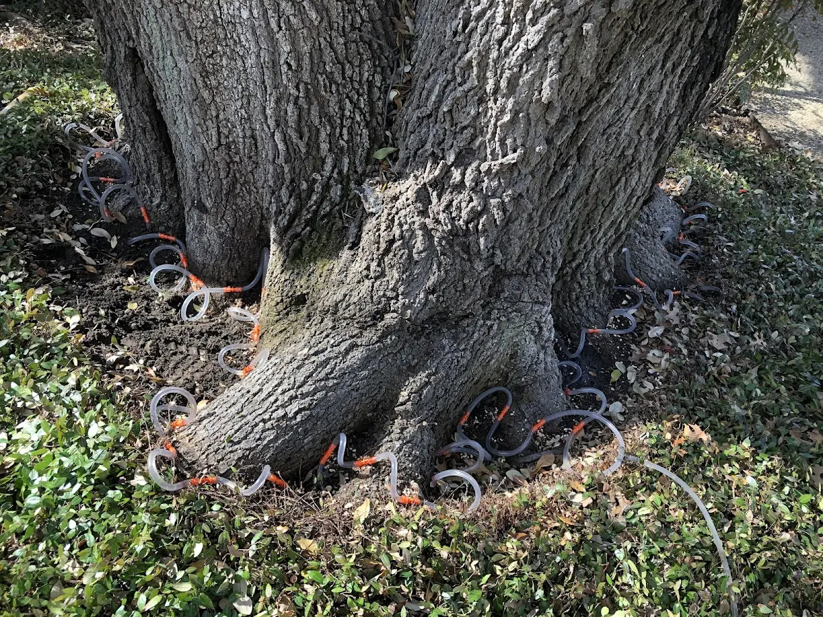 Detailed Tree Cabling and Bracing job site in Margate City